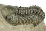 Detailed Reedops Trilobite - Atchana, Morocco #322278-2